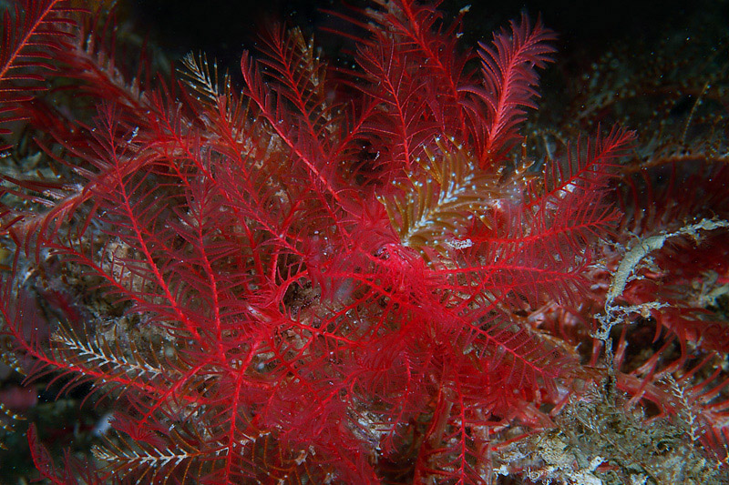 I mille colori di Antedon mediterranea